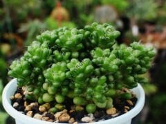 Anacampseros Crinita