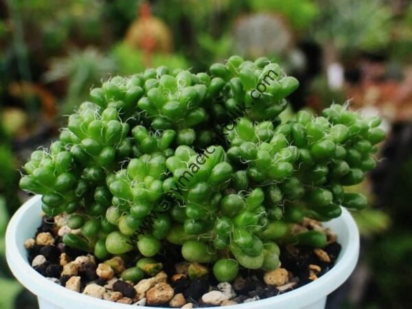 Anacampseros Crinita