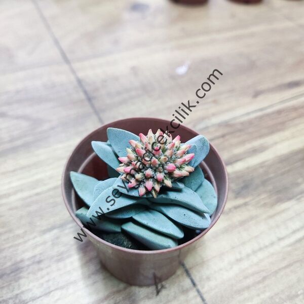 Crassula Morgan's Beauty 5,5 cmlik saksıda