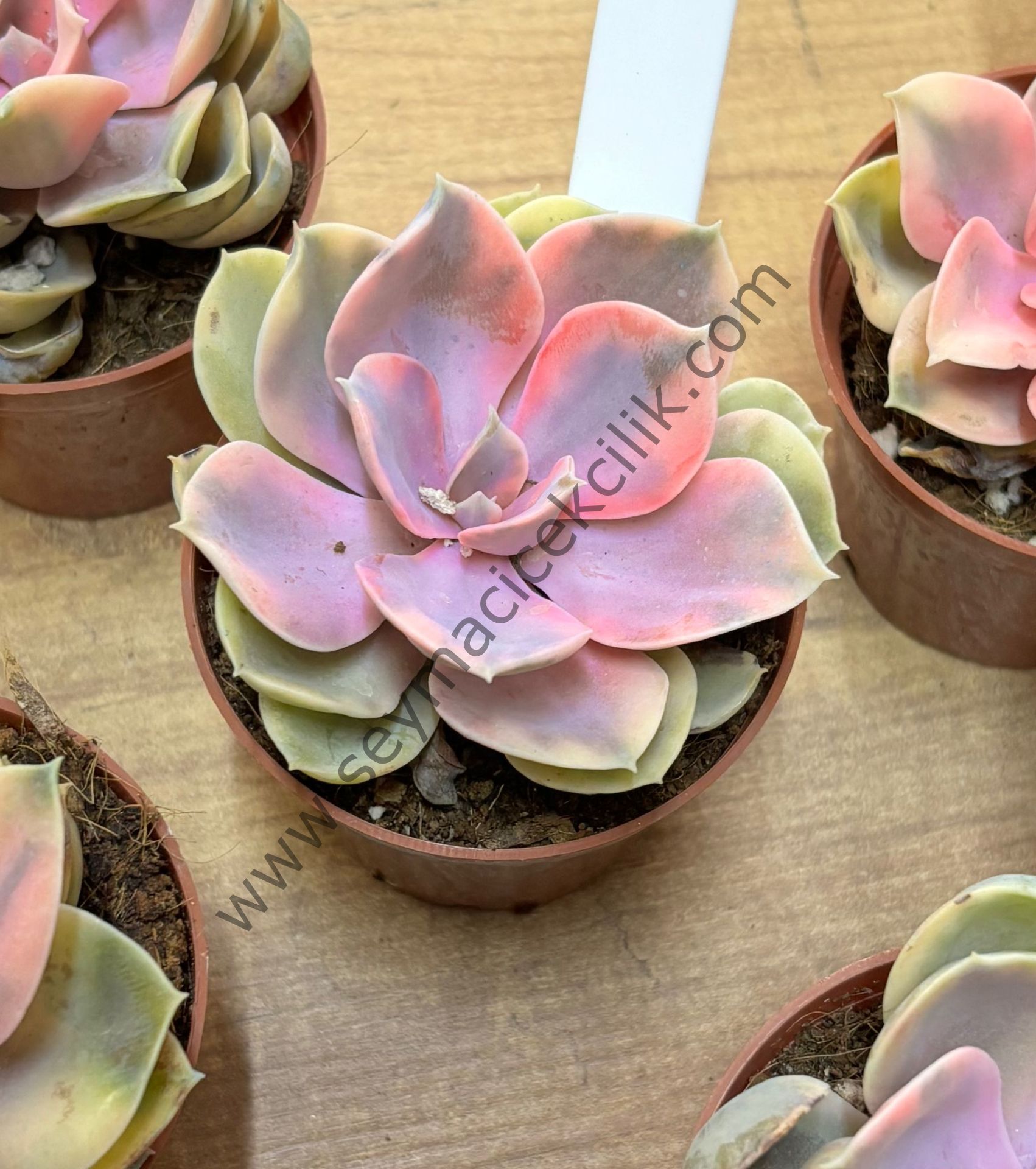 Echeveria Rainbow 6,7 cm