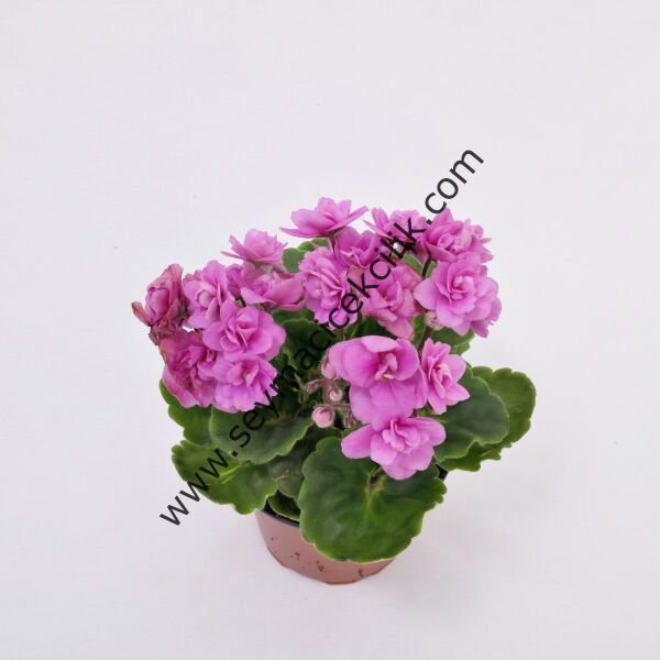 Pembe Katmerli Menekşe