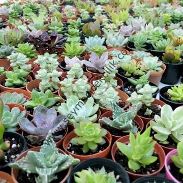 500 adet Sukkulent toptan- Karısık model- Nakliye hariç