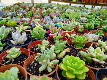 10 adet Sukkulent 5,5 cm